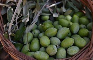 Aydın Memecik Zeytini, Avrupa’da tescillenecek