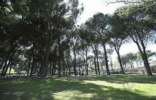 Aydın’da 8 milyon fidan dikilecek