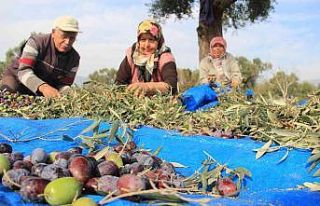 Aydın’da zeytin hasat sezonu başladı