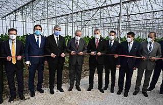 Bakan Yardımcısı Tunç, OSB’de kurulan muz serasının...