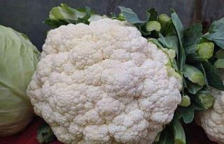 Bakteri-savar karnabahar 15 liradan 6 liraya düştü