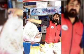 Balıkçı ağına takılan üç kiloluk kalkan balığı...