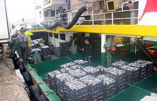 Balıkçılar denizden tonlarca hamsi ile döndü,...