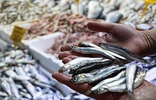 Balıkçılar şaşkın: Ucuz balığa ilgi yok