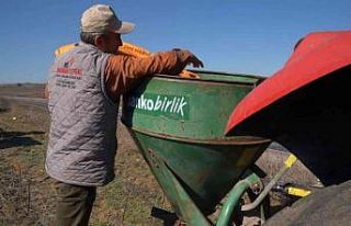 Balıkesir’de süt otu tohumu toprakla buluştu