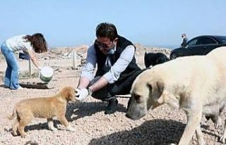 Bandırma Belediyesi hayvan barınağını genişletti.