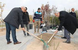 Başkan Güder gül fidanı dikti