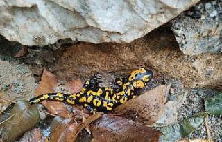 Batman’da nesli tükenme tehlikesi altında olan...