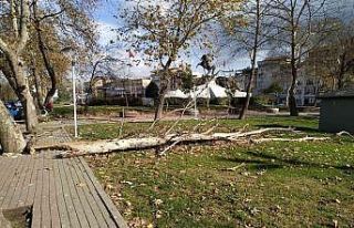 Belediye ekiplerinden lodos yıkıntılarına anında...