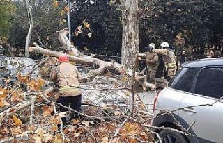 Beşiktaş’ta şiddetli rüzgarla devrilen ağaç,...