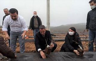 Bilecik’te 15 bin adet yaban mersini dikimi gerçekleştirildi