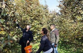 Bilecik’te cennet hurması hasadı başladı