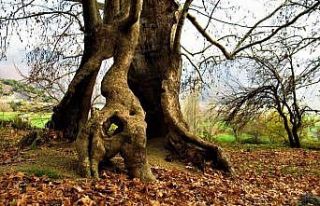 Bin yıllık çınar ağacı, yıllara meydan okuyor