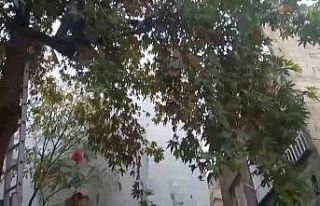 Bir garip kedi kurtarma operasyonu