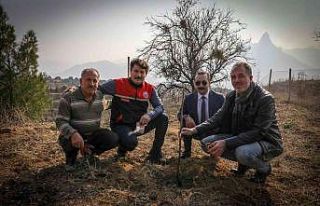 Boş tarlalar meyve ile bereketlenecek