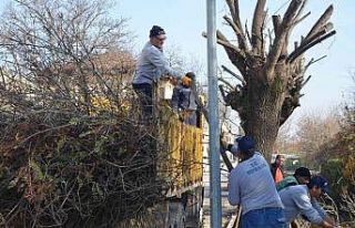 Bozüyük’te ağaçlara sonbahar bakımı
