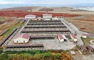 Bu barınak 5 yıldızlı otelleri aratmıyor