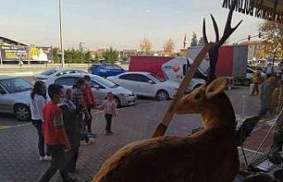 Bu dükkâna gelenleri geyikler ve çitalar karşılıyor