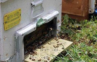 Bu yıl Aydın ovasından ’bal’ akmadı