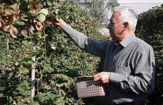 Bu yöntemle her mevsim taze çilek yemek mümkün