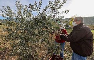 Buca’da “burs hasadı” başladı