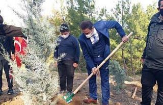 Burhaniye’ de fidanlar toprakla buluşturuldu