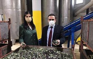 Burhaniye Kaymakamı zeytinyağı işletme ziyaretlerine...