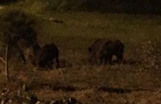 Burhaniye’de domuz sürüleri yerleşim yerlerine...