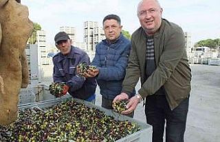 Burhaniye’de zeytinde randıman ve yağ kalitesi...