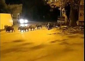 Bursa’da aç kalan domuz sürüsü ilçe merkezine...