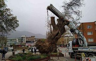 Bursa’da şiddetli lodos 270 yıllık çınar ağacını...