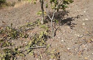 Bursa’da yaban domuzları ceviz bahçesini talan...