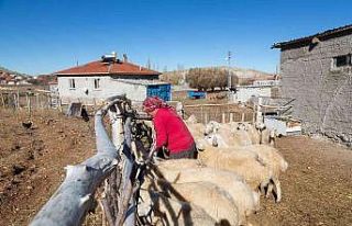 Büyükkılıç’ın projesi ile koyun sayısı arttı,...