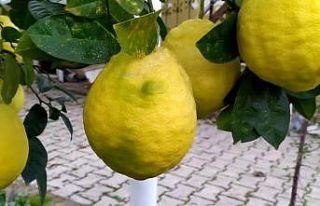 C vitamini deposu Limonun fiyatı düştü