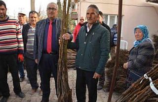 Çameli Belediyesi’nden ceviz üretimine dev destek