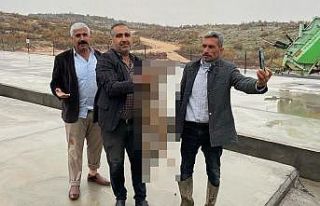 Çamur havuzuna düşen kurt kurtarıldı