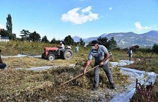 Çandır fasulyesinin hasatı tamamlandı