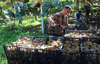 Çarşamba Ovası’nda kivi hasadı