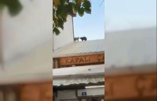 Çatıda kavga eden kediler bebeğin üzerine düşüyordu