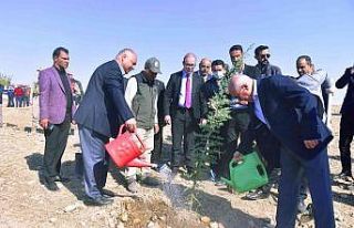 Ceylanpınar’da 23 bin fidan toprakla buluştu