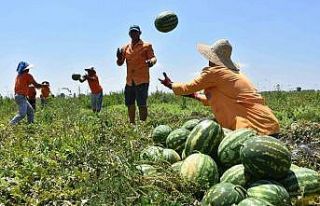 Çiftçilik eğitimi alan hükümlüler tarımsal...