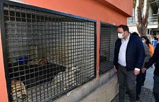 Çiğli Belediyesi, kış mevsimi öncesi sokak hayvanlarını...