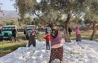 Çine’de ’Zeytin ve Zeytinyağı Festivali’...