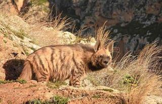 Çizgili sırtlanlar insan tehdidi altında
