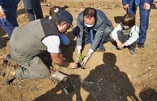 Datça’da bin adet fidan toprakla buluştu