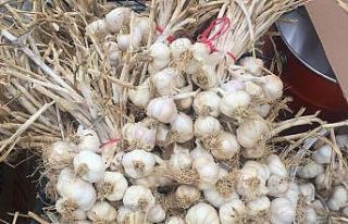 Deneme amaçlı ektiği sarımsak ek gelir kapısı...