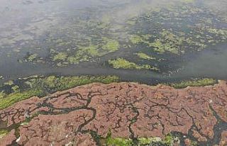 Deniz marulu bu kez İnciraltı’nda görüldü