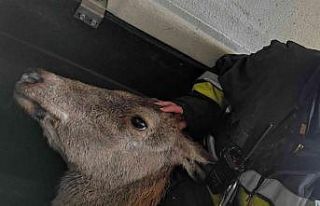 Denizde çırpınan geyiği itfaiye kurtardı