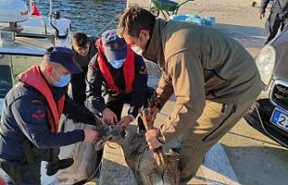 Denizde yüzer halde bulunan karaca doğal ortamına...