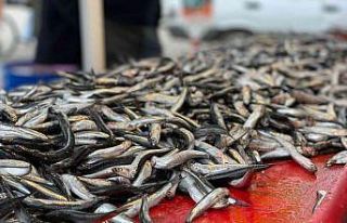 Denizden hamsi fışkırıyor